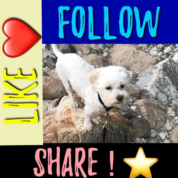 🐾🖤 Send CLOVER More LOVE!! FOLLOW GAME !! 😊 - Picture 5 of 7